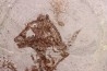 Chelotriturus paradoxus - Early Middle Miocene - Gacko formation - Gracanica, Bosnia