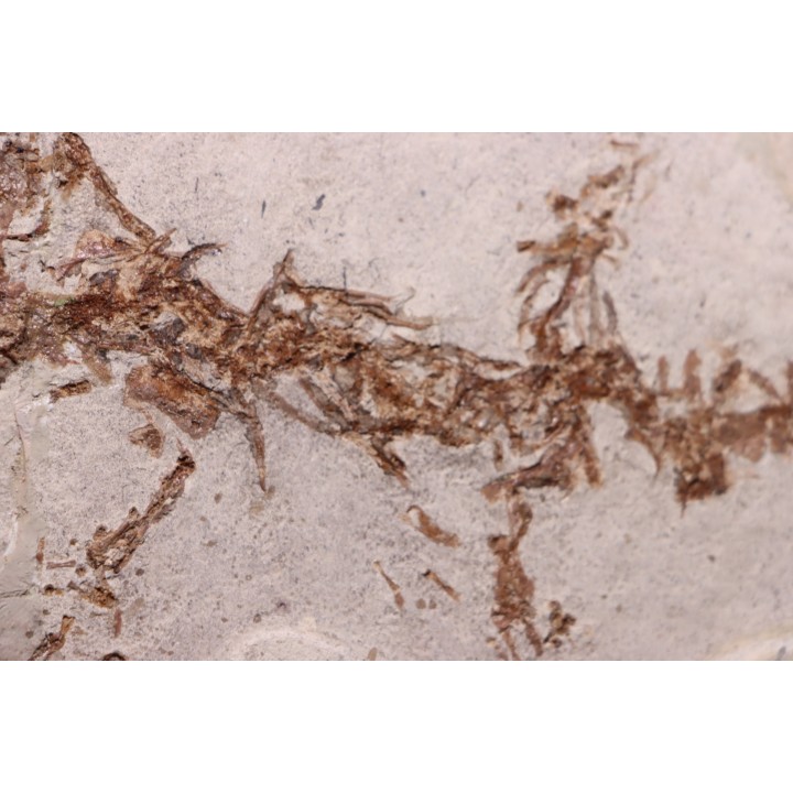 Chelotriturus paradoxus - Early Middle Miocene - Gacko formation - Gracanica, Bosnia