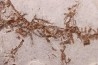 Chelotriturus paradoxus - Early Middle Miocene - Gacko formation - Gracanica, Bosnia