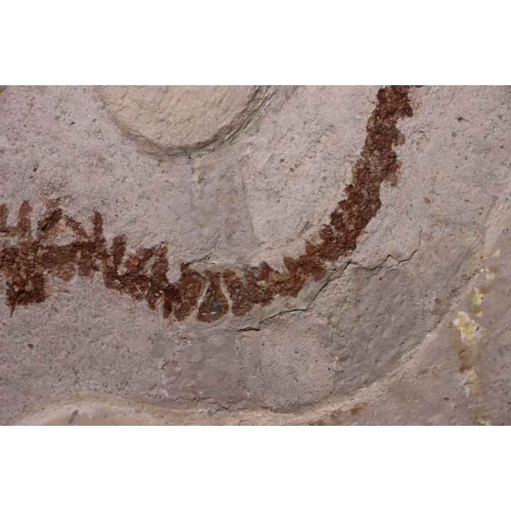 Chelotriturus paradoxus - Miocene moyen - Gacko formation - Gracanica, Bosnie