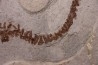 Chelotriturus paradoxus - Early Middle Miocene - Gacko formation - Gracanica, Bosnia