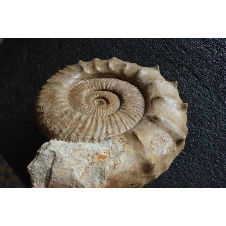 GROSSE Collotia oxyptychoides - 30 CM - callovien - Montreuil Bellay- FRANCE