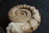 GROSSE Collotia oxyptychoides - 30 CM - callovien - Montreuil Bellay- FRANCE