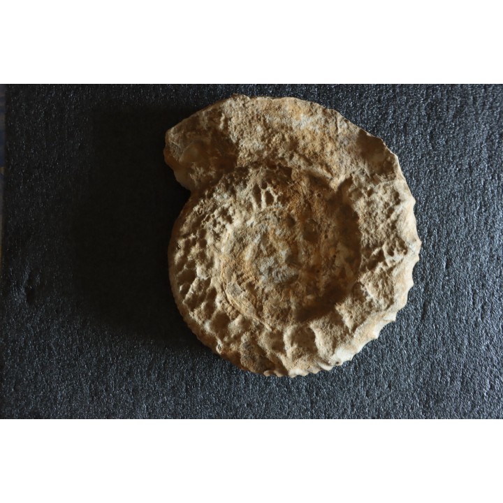 GROSSE Collotia oxyptychoides - 30 CM - callovien - Montreuil Bellay- FRANCE