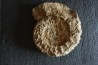 GROSSE Collotia oxyptychoides - 30 CM - callovien - Montreuil Bellay- FRANCE