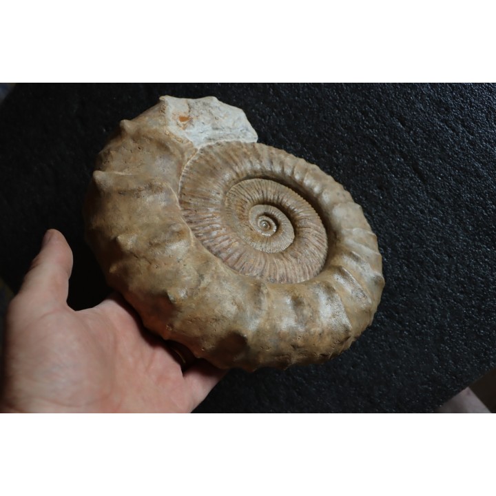 Collotia oxyptychoides - callovian - Montreuil Bellay - FRANCE