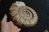 Collotia oxyptychoides - callovian - Montreuil Bellay - FRANCE