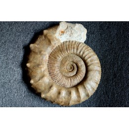 Collotia oxyptychoides - callovian - Montreuil Bellay - FRANCE