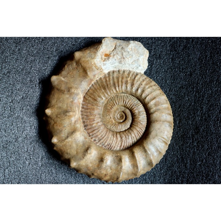 Collotia oxyptychoides - callovian - Montreuil Bellay - FRANCE