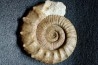Collotia oxyptychoides - callovian - Montreuil Bellay - FRANCE