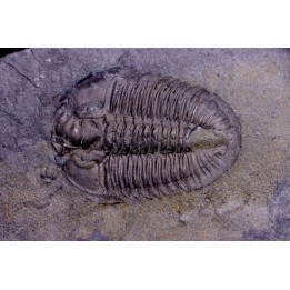 Athabaskia bithus - Middle Cambrian - Spence Shale - Box Elder County, Utha, USA