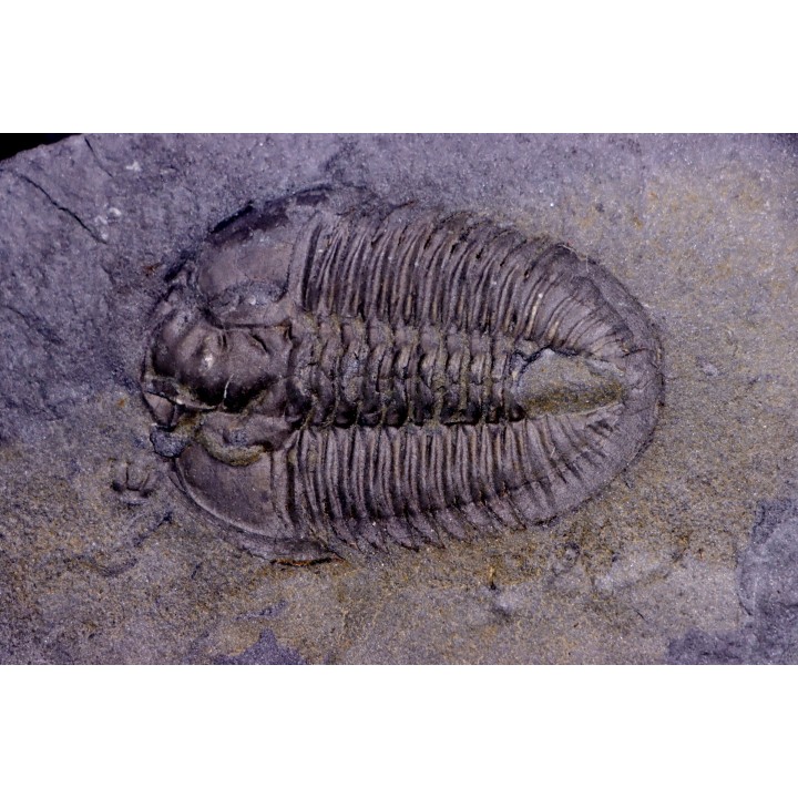 Athabaskia bithus - Middle Cambrian - Spence Shale - Box Elder County, Utha, USA
