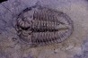 Athabaskia bithus - Middle Cambrian - Spence Shale - Box Elder County, Utha, USA