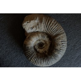 GROSSE Lytoceras salebrosum - 30 cm - Pliensbachien - Carriere de Fresnay le Puceux - FRANCE