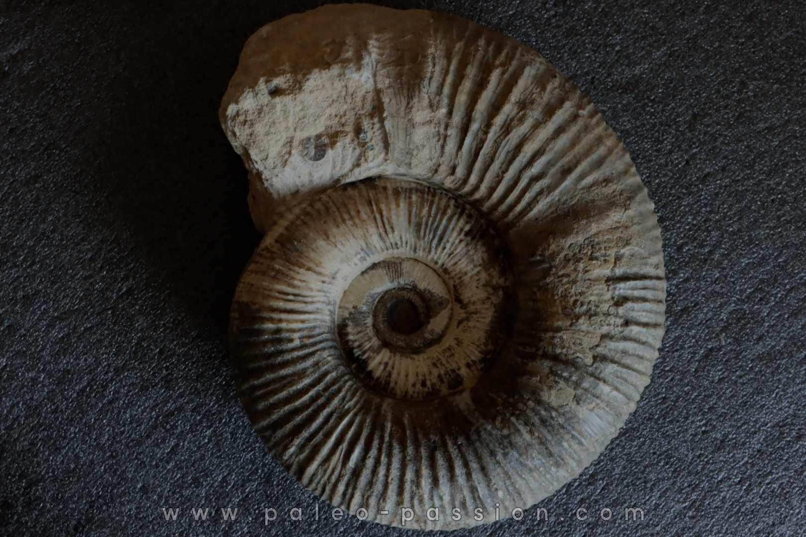 GROSSE Lytoceras salebrosum - 30 cm - Pliensbachien - Carriere de Fresnay le Puceux - FRANCE