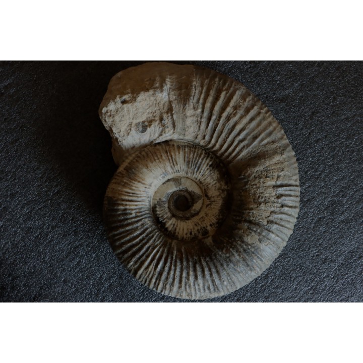 GROSSE Lytoceras salebrosum - 30 cm - Pliensbachien - Carriere de Fresnay le Puceux - FRANCE