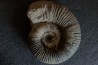 Lytoceras salebrosum - Pliensbachian  Fresnay le Puceux quarry - FRANCE
