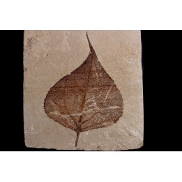 Populus wilmattae - Eocène - green river fmt - Uintah county - Utah - USA