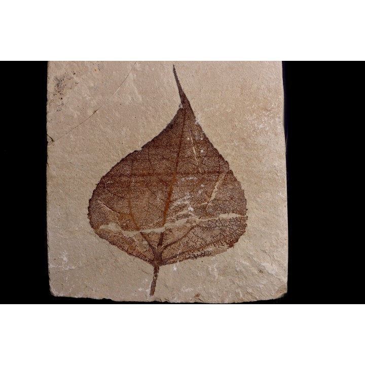 Populus wilmattae - Eocène - green river fmt - Uintah county - Utah - USA