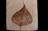 Populus wilmattae - Eocène - green river fmt - Uintah county - Utah - USA