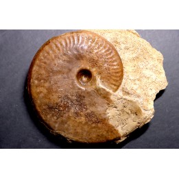 Graphoceras concavum Bajocien  Beaminster, Dorset, UK