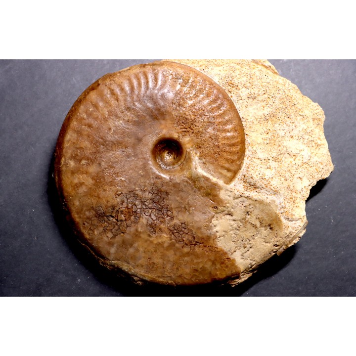 Graphoceras concavum Bajocien  Beaminster, Dorset, UK