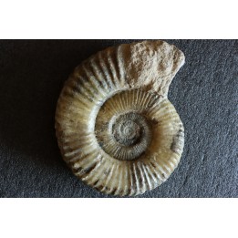GROSSE Uptonia jamesoni - 30 cm - Pliensbachien - Carriere de Fresnay le Puceux - FRANCE
