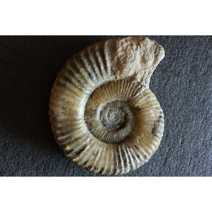 GROSSE Uptonia jamesoni - 30 cm - Pliensbachien - Carriere de Fresnay le Puceux - FRANCE