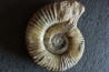 GROSSE Uptonia jamesoni - 30 cm - Pliensbachien - Carriere de Fresnay le Puceux - FRANCE