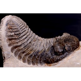 Drotops megalomanicus (Struve)  Eifelien  Jbel El Mrakib, MAROC