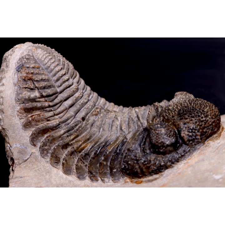 Drotops megalomanicus (Struve)  Eifelian   Jbel El Mrakib, Morocco