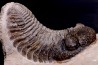Drotops megalomanicus (Struve)  Eifelien  Jbel El Mrakib, MAROC