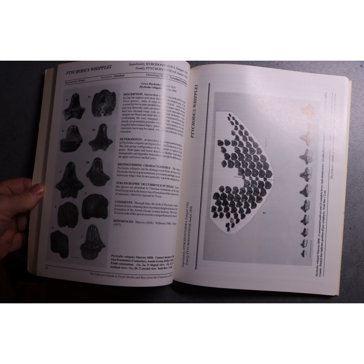 Bruce J. & alii - The collector's guide Fossil Sharks and Rays from the Cretaceous of Texas