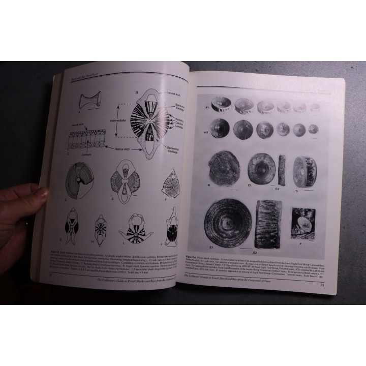 Bruce J. & alii - The collector's guide Fossil Sharks and Rays from the Cretaceous of Texas