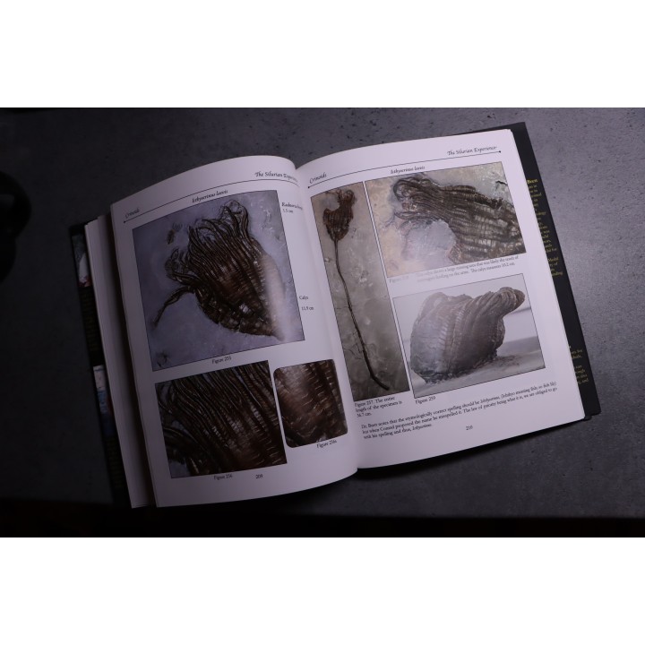 Chinnici & alii: THE SILURIAN EXPERIENCE - 2015