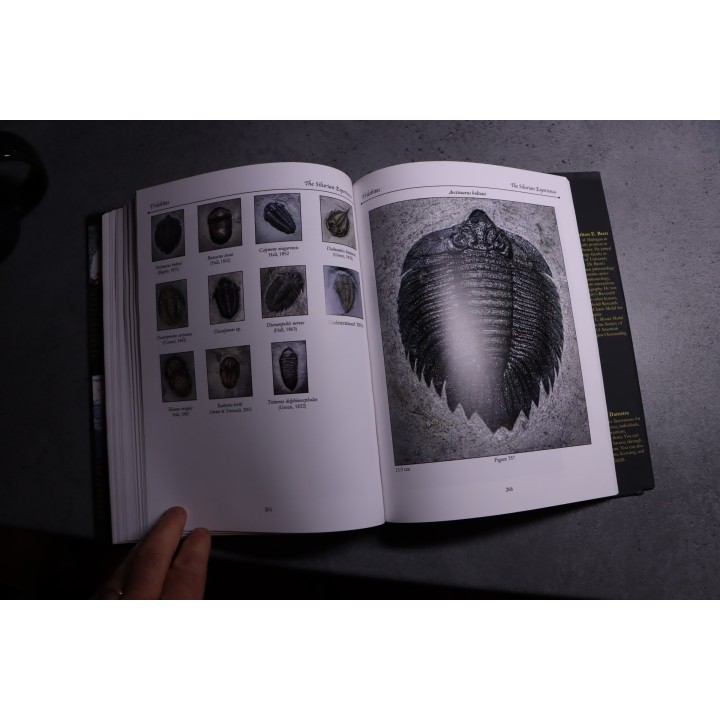 Chinnici & alii: THE SILURIAN EXPERIENCE - 2015