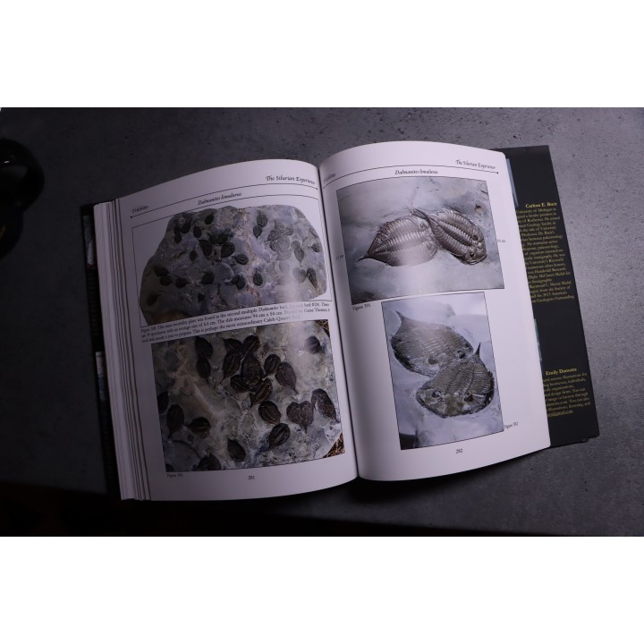 Chinnici & alii: THE SILURIAN EXPERIENCE - 2015