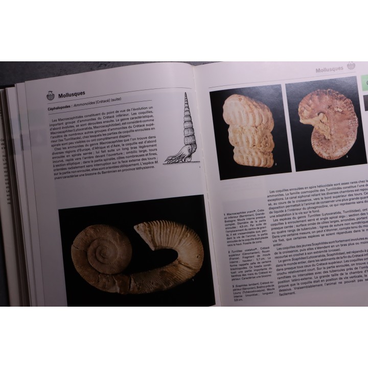La grande encyclopedie des fossiles - edition GRUND