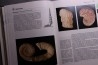 La grande encyclopedie des fossiles - edition GRUND
