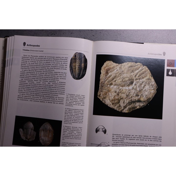 La grande encyclopedie des fossiles - edition GRUND