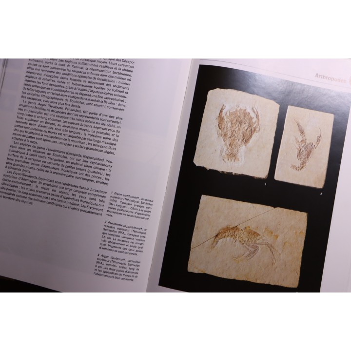 La grande encyclopedie des fossiles - edition GRUND