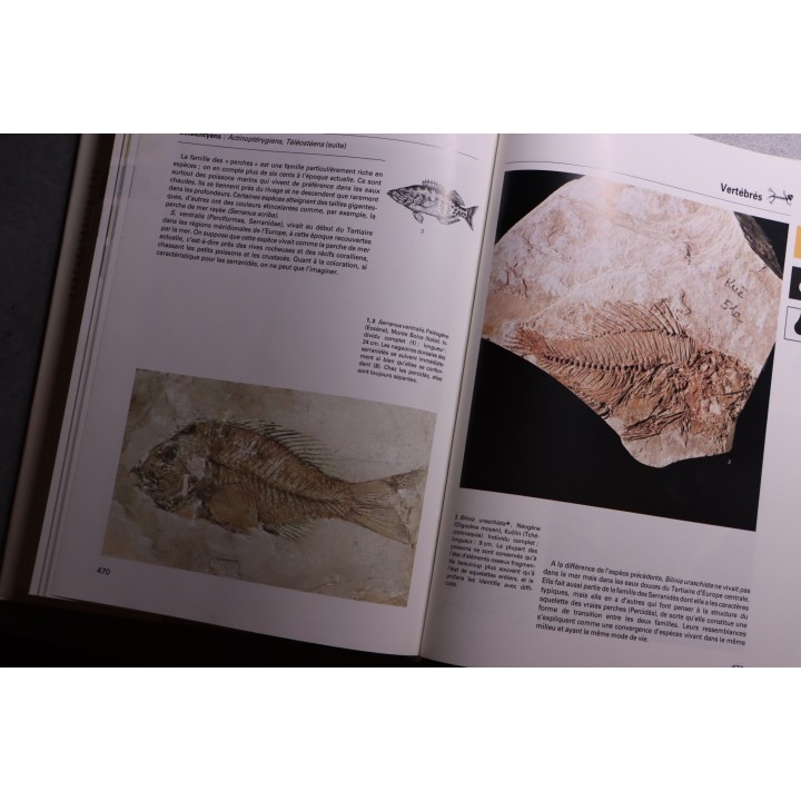 La grande encyclopedie des fossiles - edition GRUND