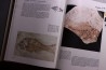 La grande encyclopedie des fossiles - edition GRUND