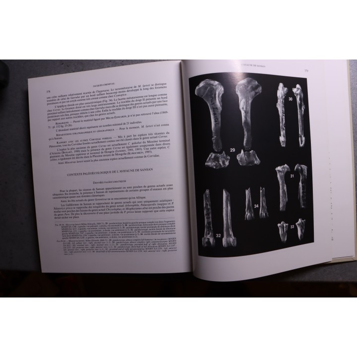 L. Ginsburg, 2000: La faune miocéne de Sansan et son environnement - mémoire du museum national d'histoire naturelle - TOME 183