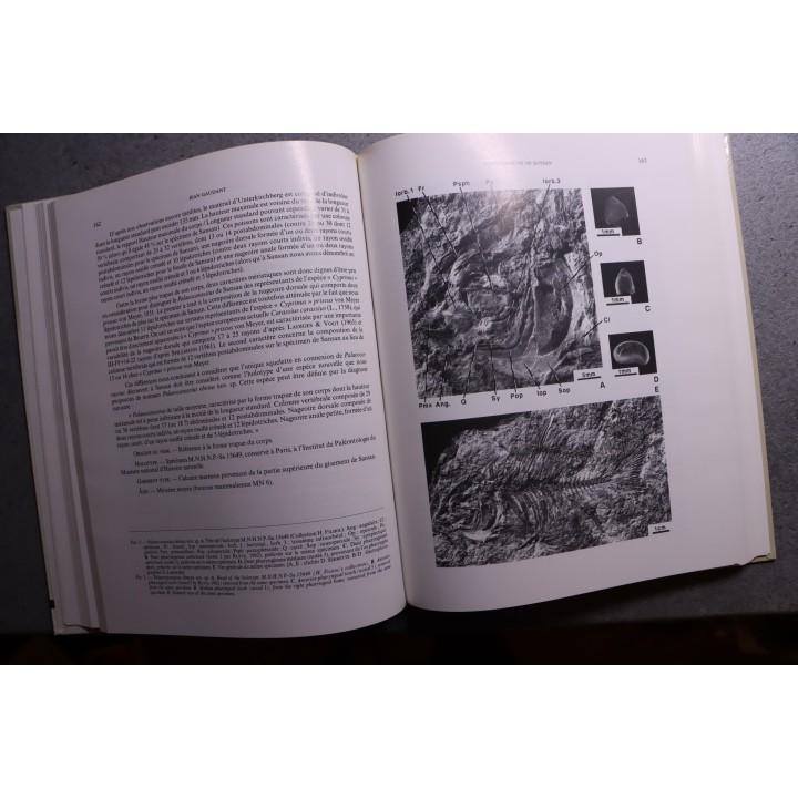 L. Ginsburg, 2000: La faune miocéne de Sansan et son environnement - mémoire du museum national d'histoire naturelle - TOME 183
