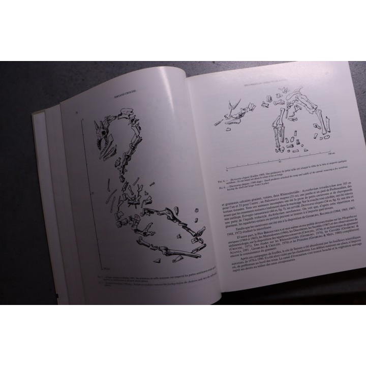 L. Ginsburg, 2000: La faune miocéne de Sansan et son environnement - mémoire du museum national d'histoire naturelle - TOME 183