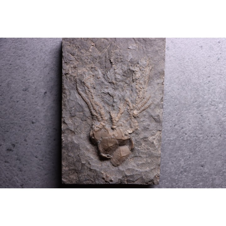 encrine:  CARABOCRINUS RADIATUS  middle ordovicien  Bobcaygnon formation  Brechin, ontario, CANADA