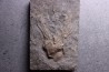 encrine:  CARABOCRINUS RADIATUS  middle ordovicien  Bobcaygnon formation  Brechin, ontario, CANADA
