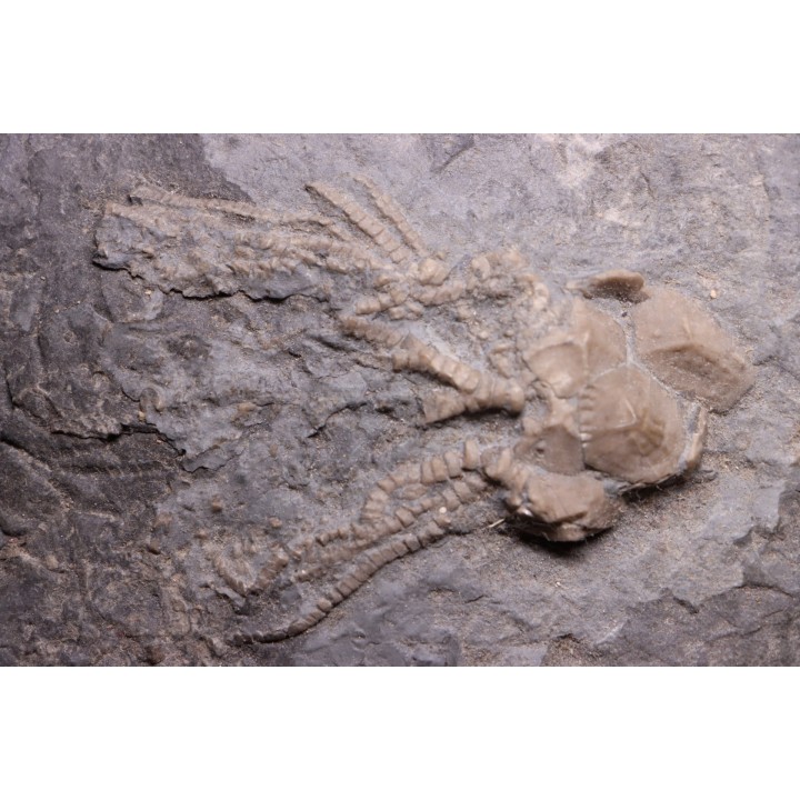 encrine:  CARABOCRINUS RADIATUS  middle ordovicien  Bobcaygnon formation  Brechin, ontario, CANADA