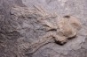 encrine:  CARABOCRINUS RADIATUS  middle ordovicien  Bobcaygnon formation  Brechin, ontario, CANADA
